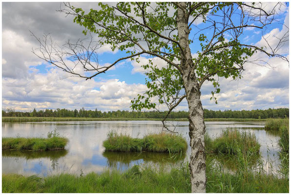 Uferlandschaft Riedsee 6208