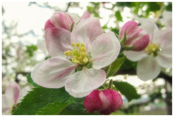 Apfelblüten auf einer Streuobstwiese bei Bermatingen 3475