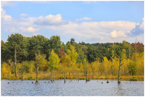 Uferlandschaft Schwenninger Moos 7453