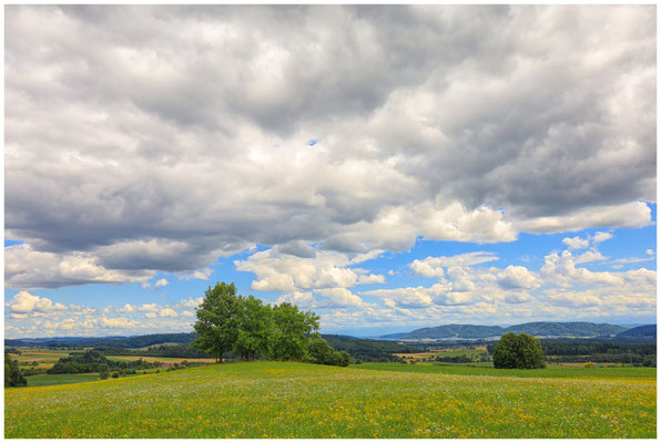 Sommerliche Landschaft bei Homberg mit Blick auf den Bodensee 6458