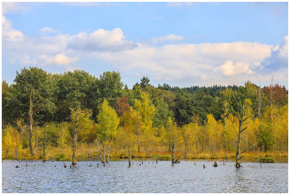 Uferlandschaft Schwenninger Moos 7453