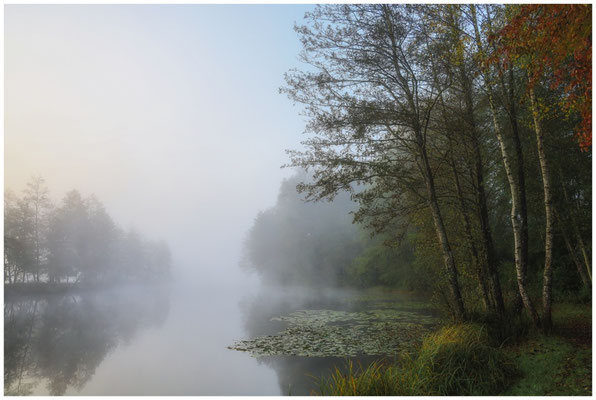 Uferlandschaft Schwackenreuter Seen mit Nebel 8703