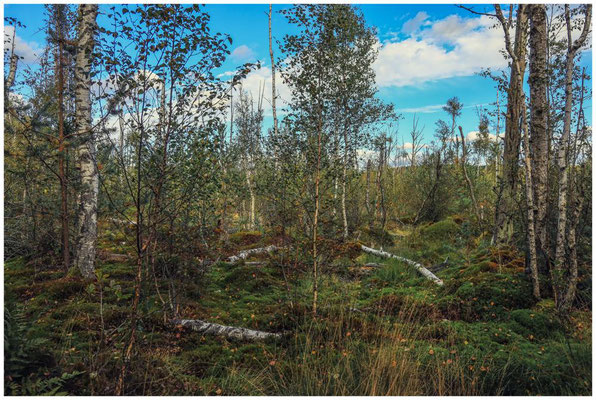 Moorlandschaft Schwenninger Moos 4127