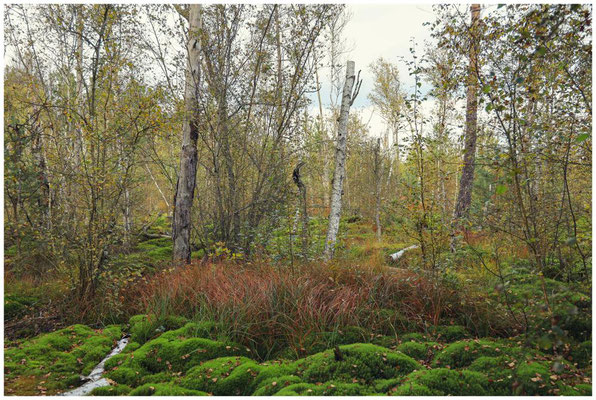 Landschaft im Schwenninger Moos 7502