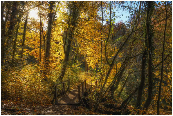 Holzbrücke im Fürstlichen Park von Inzigkofen 9621