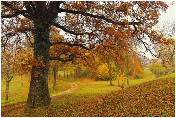 Herbstliche Landschaft beim Hofgut Dauenberg 9011