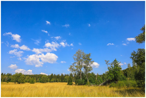 Sommerlandschaft Irndorfer Hardt 0636