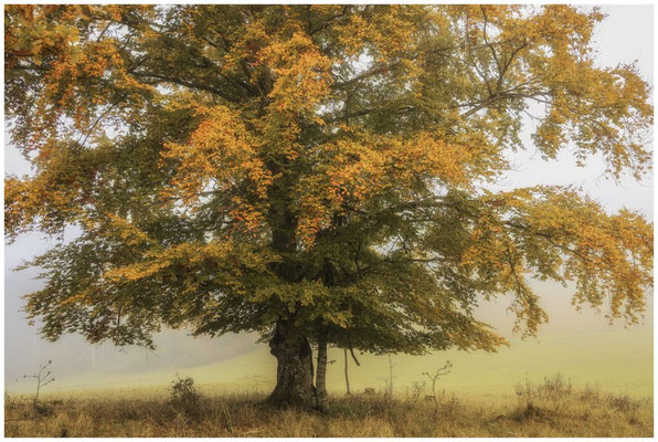 Herbstlicher Baum im NSG Stiegelesfelsen 8463