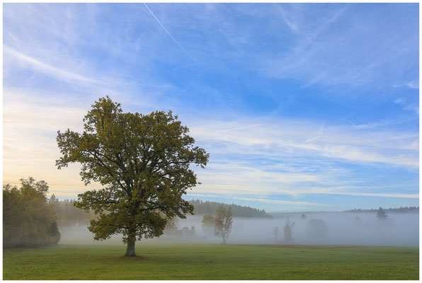 Nebelstimmung im Irndorfer Hardt 7829