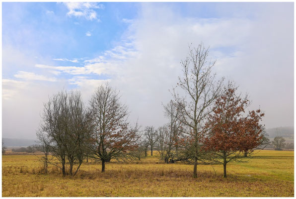 Bäume im Heudorfer Ried 9369