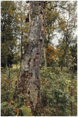 Totholz mit Baumpilzen 8560