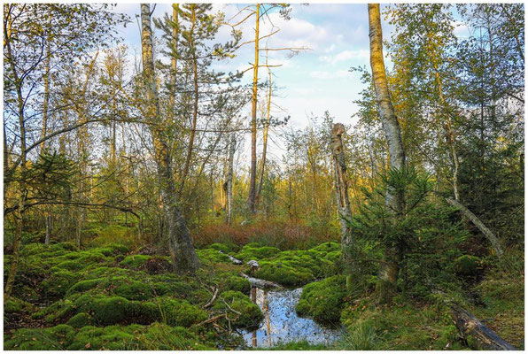Landschaft im Schwenninger Moos 7676