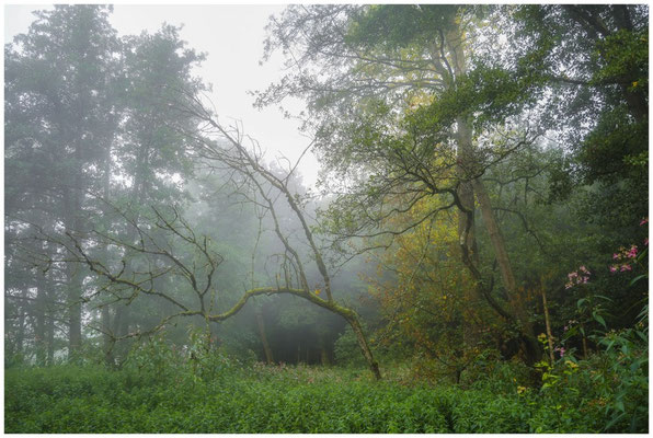Uferlandschaft Schwackenreuter Seen 6862