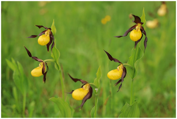 Gelber Frauenschuh (Cypripedium calceolus) 0087