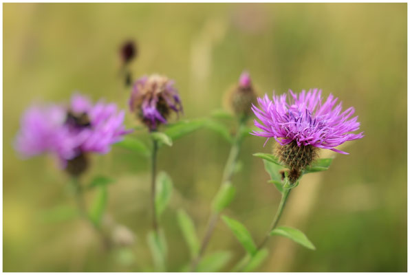 Wiesen-Flockenblumen 0705