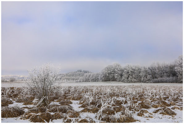 Riedlandschaft im Winter mit Raureif 9073