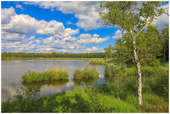 Uferlandschaft Riedsee 6347