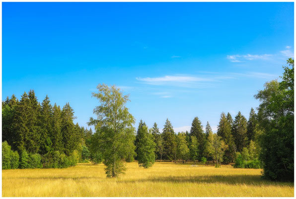 Sommerlandschaft Irndorfer Hardt 0710