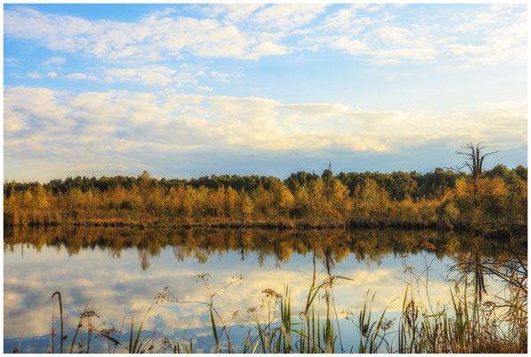 Uferlandschaft Schwenninger Moos 7660