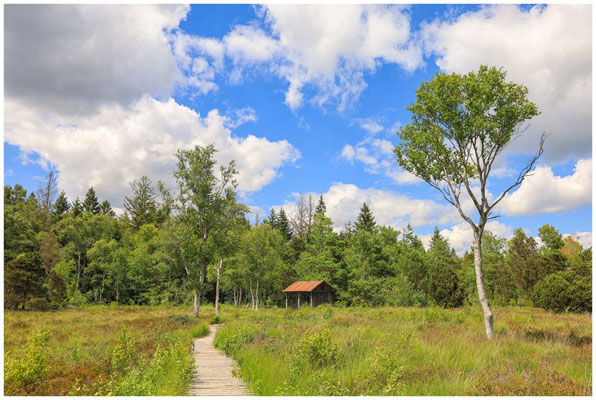Riedlandschaft mit ehemaliger Torfhütte 6284