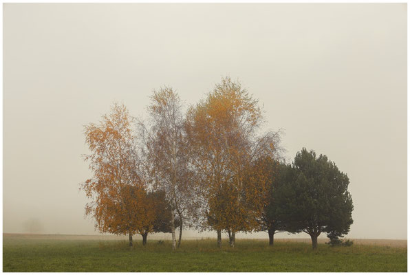 Birken und Kiefern im Nebel 8970