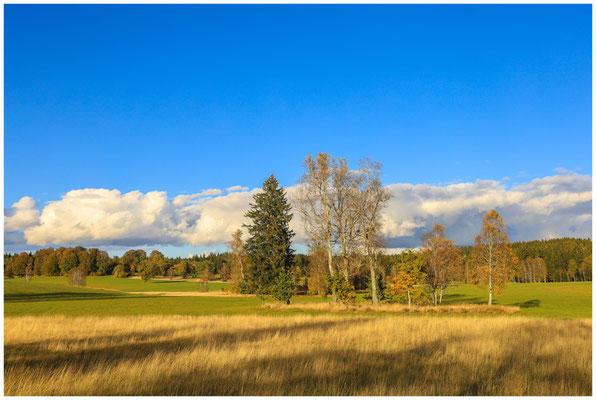 Herbstnachmittag im Irndorfer Hardt 8309