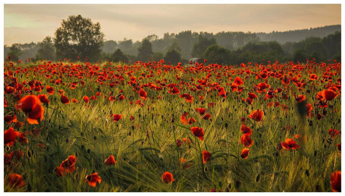 Klatschmohn 4860