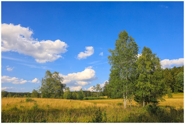 Sommerlandschaft Irndorfer Hardt 0729
