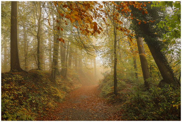 Herbstlicher Waldweg 4799