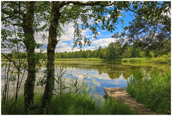 Uferlandschaft Riedsee mit Steg 6180