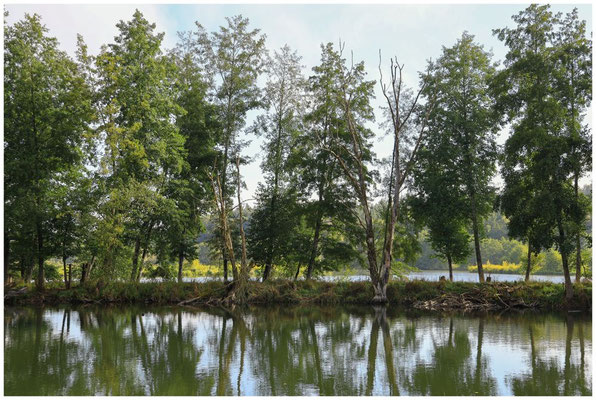 Uferlandschaft Schwackenreuter Seen 7123