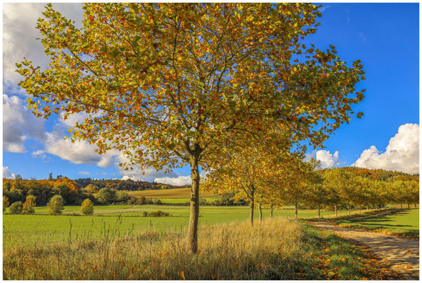 Herbstliche Landschaft bei Eigeltingen-Homberg 4532