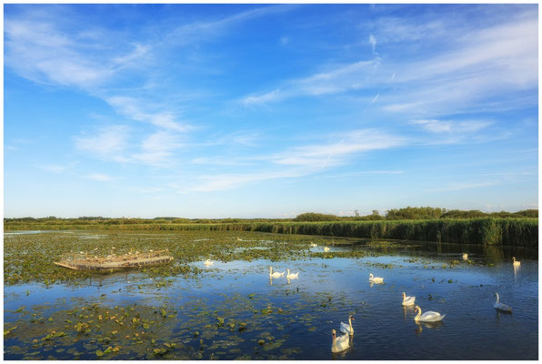 Schwäne auf dem Federsee 0396