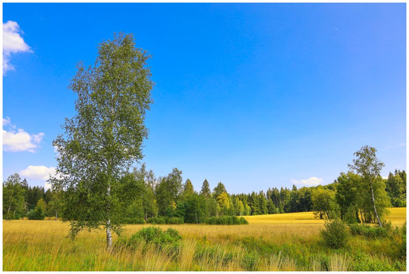 Sommerlandschaft Irndorfer Hardt 0653