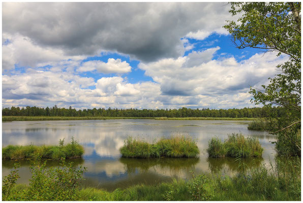 Uferlandschaft Riedsee 6219