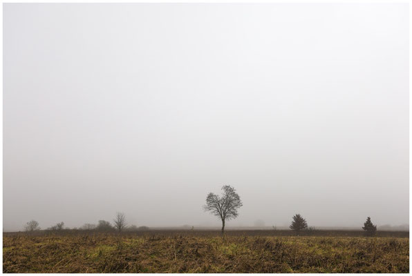 Dichter Nebel im Heudorfer Ried 9285
