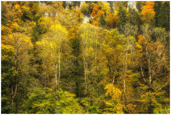 Herbstliche Bäume und Jurakalksteinfelsen 8064