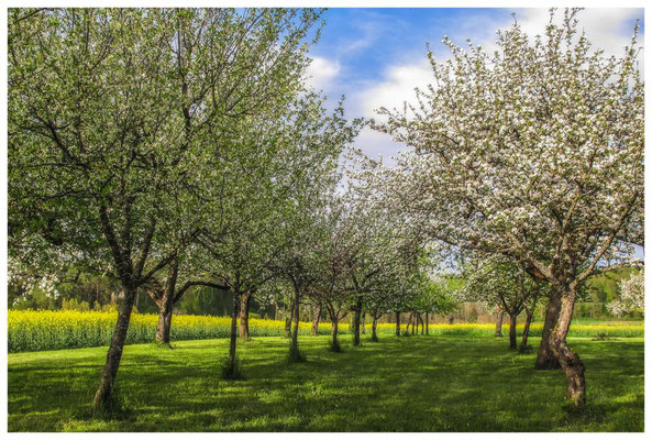 Streuobstwiese bei Bermatingen 3544