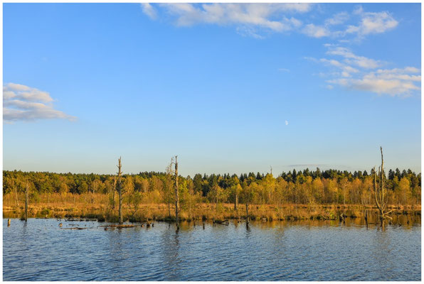 Uferlandschaft mit Totholz 7688