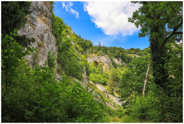 Kalksteinfelsen und sommerliches Grün im Donautal 5935