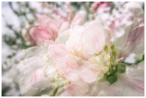 Apfelblüten auf einer Streuobstwiese bei Bermatingen 3483