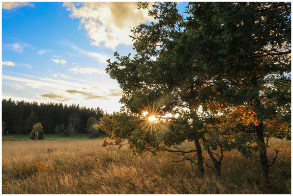 Letzte Sonnenstrahlen im Irndorfer Hardt 8391