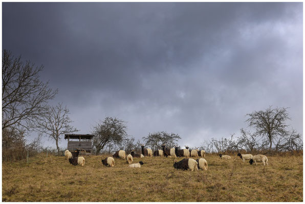 Walliser Schwarzhalsziegen und Schafe 0323