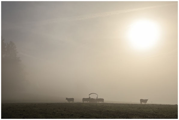 Schottische Hochlandrinder im dichter werdenden Nebel 9650