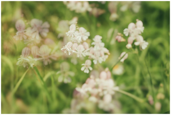 Taubenkropf-Leimkraut (Silene vulgaris) 9968