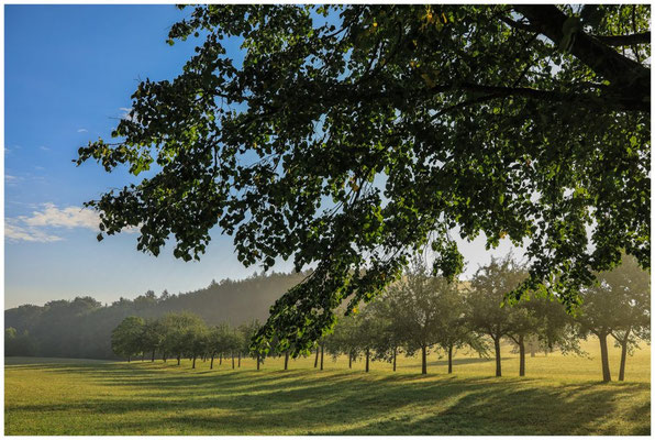 Sommerlandschaft mit Obstbäumen 0594