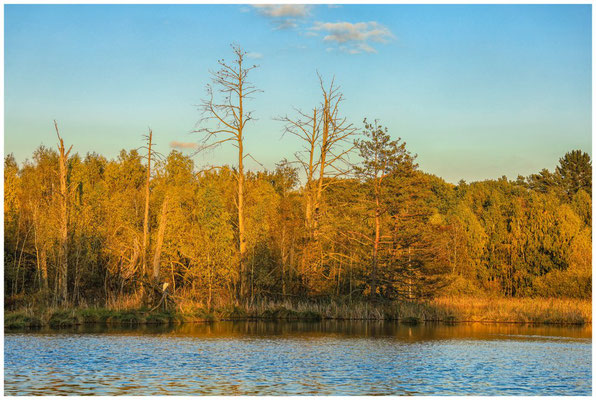 Uferlandschaft Schwenninger Moos mit Silberreiher im Abendlicht 7719