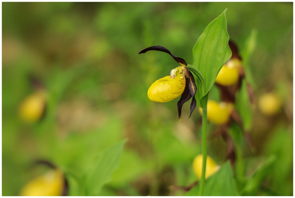 Gelber Frauenschuh (Cypripedium calceolus) 0029