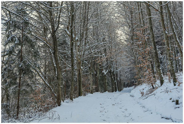 Verschneiter Waldweg 5439