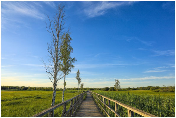 Federseesteg mit Riedlandschaft 0442